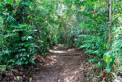 Limpeza do Parque Natural imagem 13