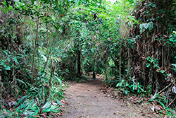 Limpeza do Parque Natural imagem 15