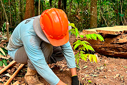 Limpeza do Parque Natural imagem 32